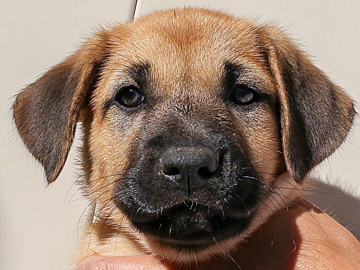chinook puppy